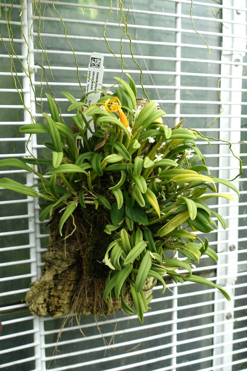 Dendrobium cadetia