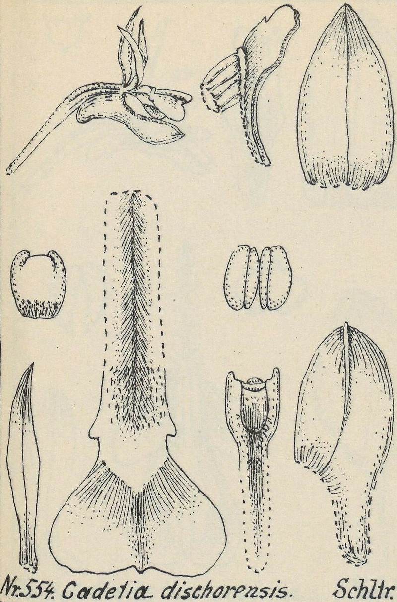 Dendrobium cadetia photo 2