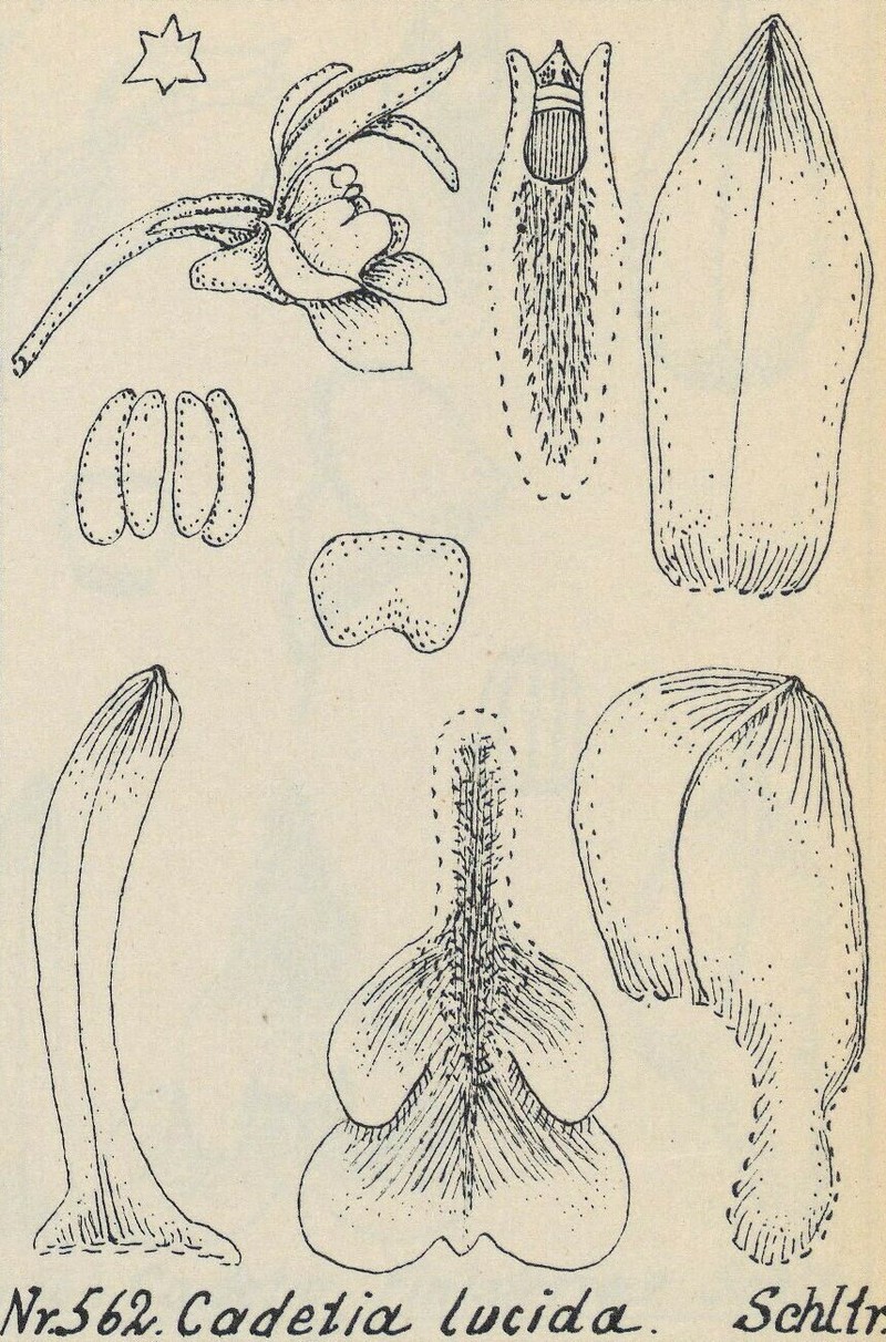 Dendrobium cadetia photo 3