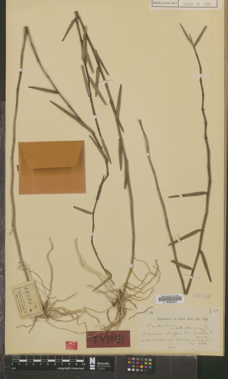 Dendrobium cadetiiflorum