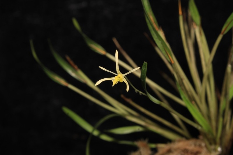 Dendrobium cadetioides photo 2