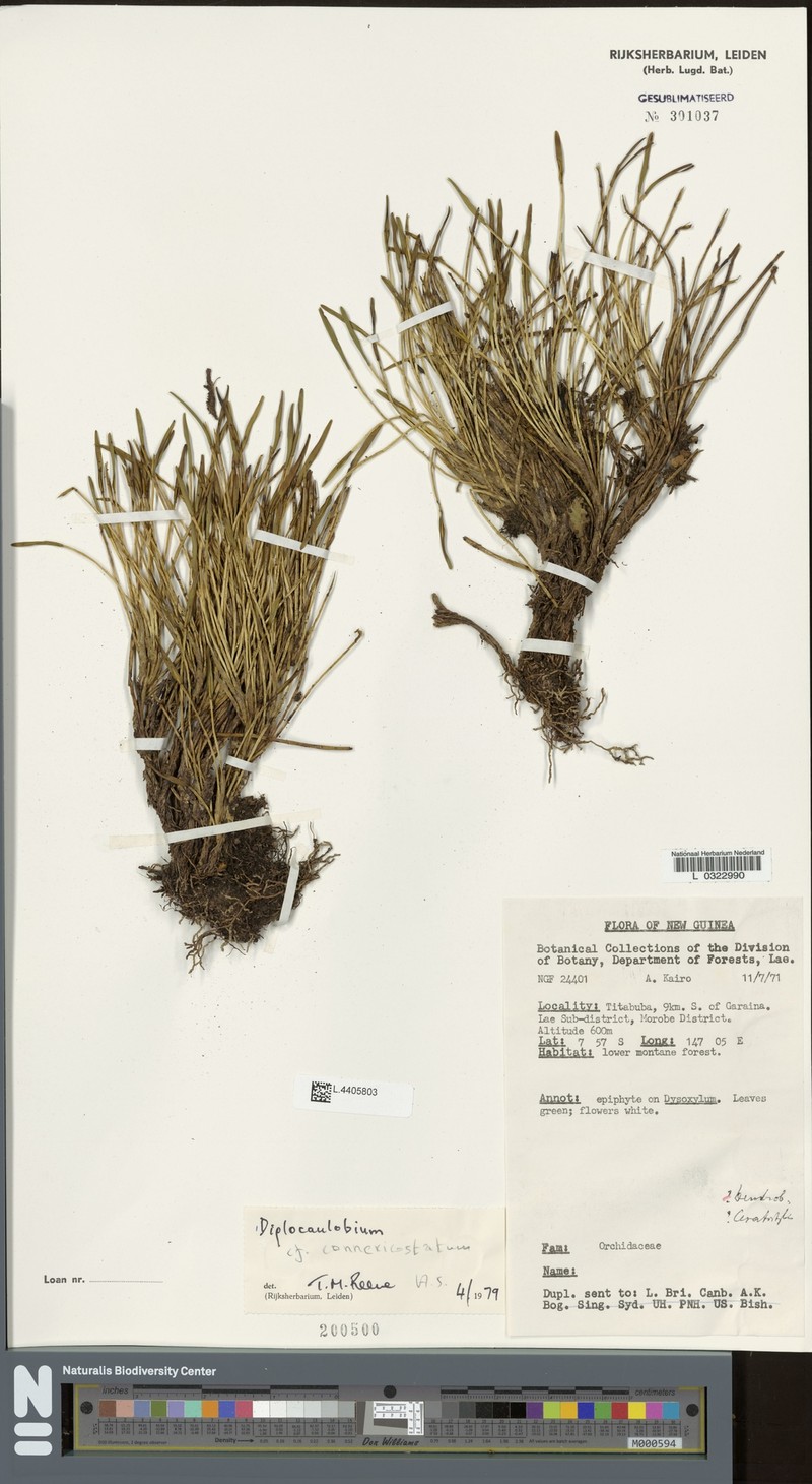 Dendrobium cadetioides photo 3