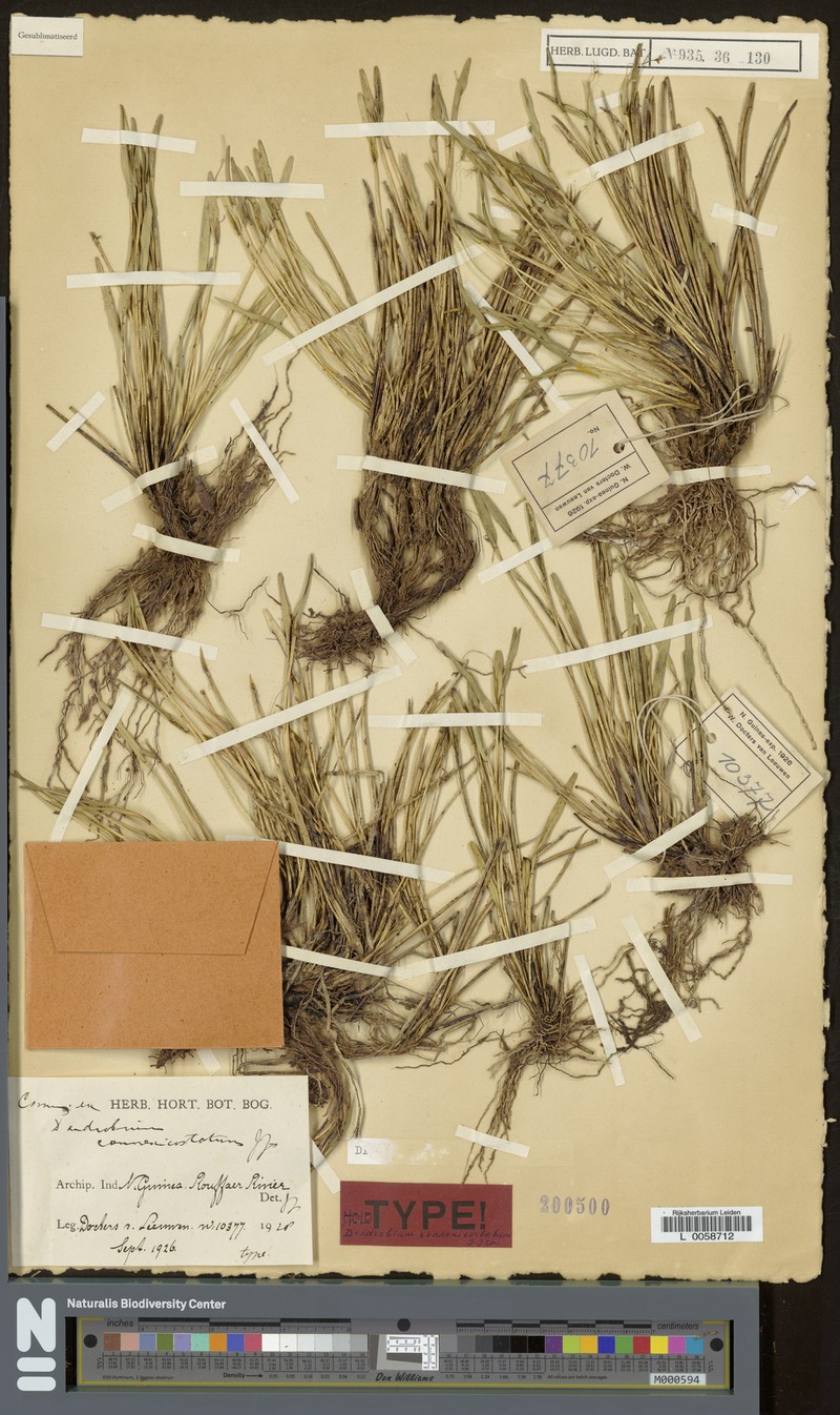 Dendrobium cadetioides photo 4