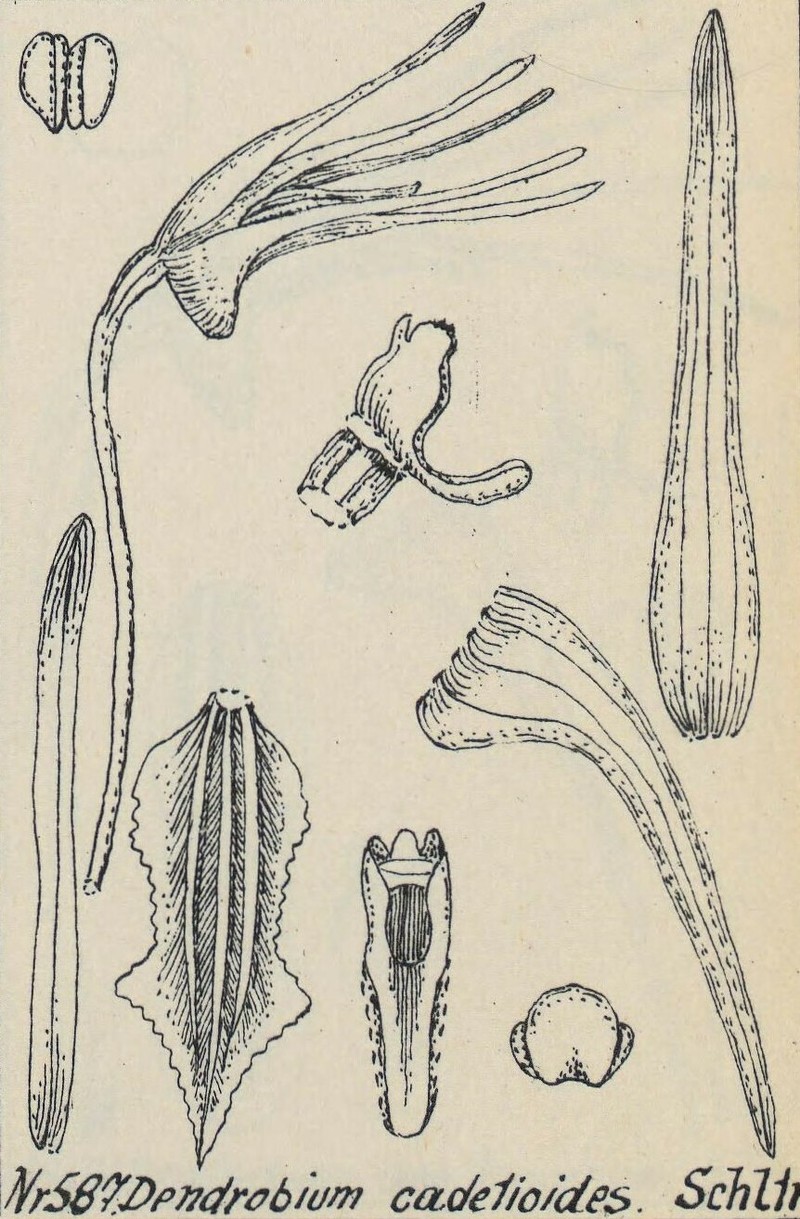 Dendrobium cadetioides