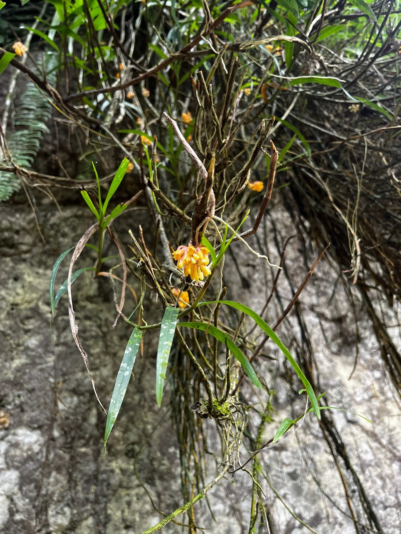 Dendrobium calcaratum