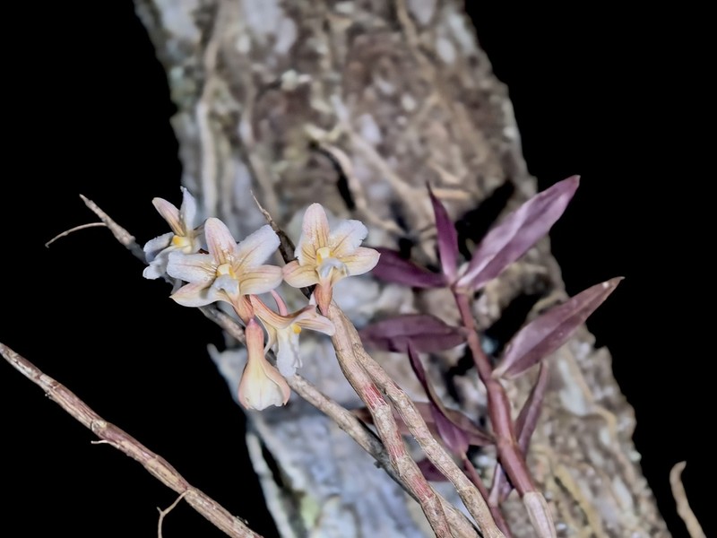 Dendrobium calcariferum