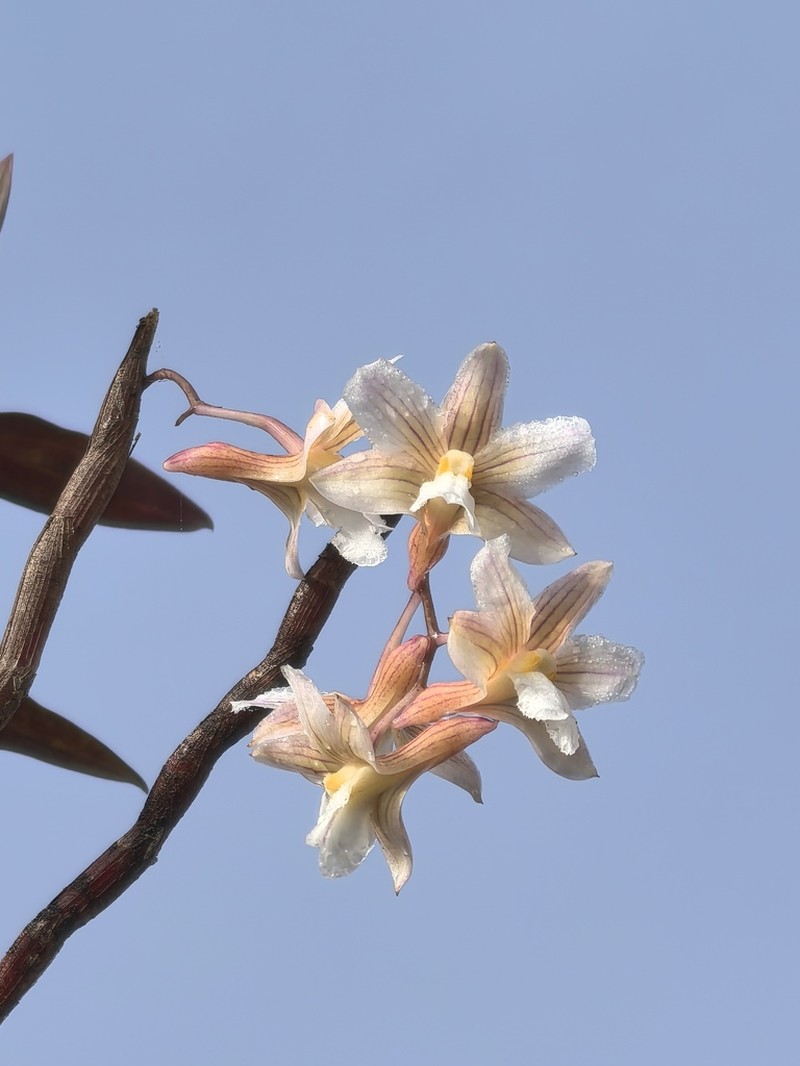 Dendrobium calcariferum photo 2