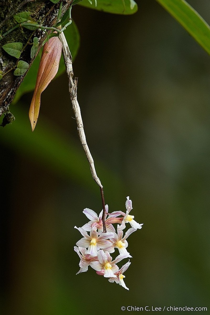 Dendrobium calcariferum photo 3