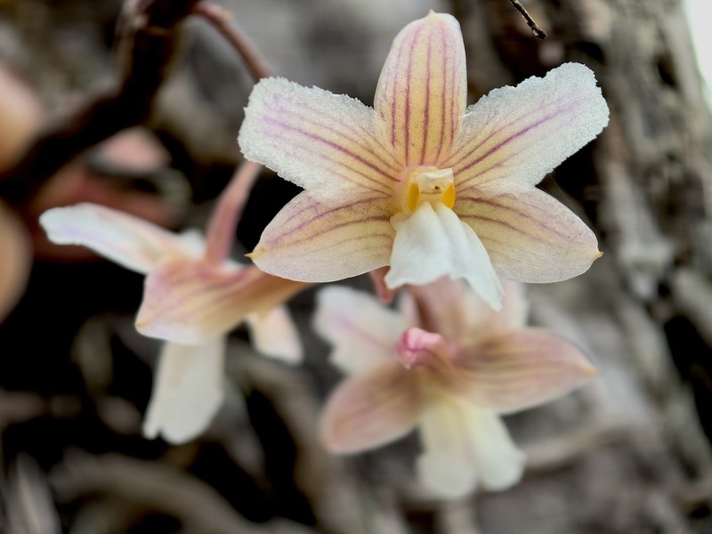 Dendrobium calcariferum photo 4