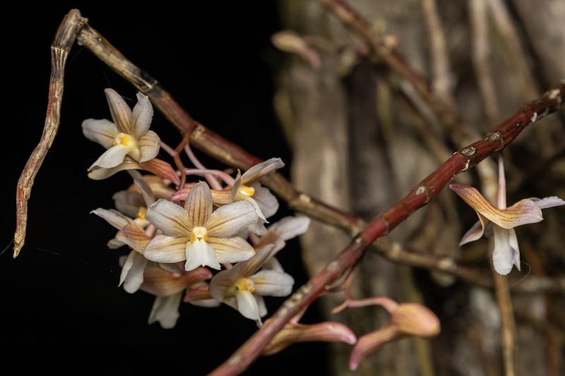 Dendrobium calcariferum photo 5