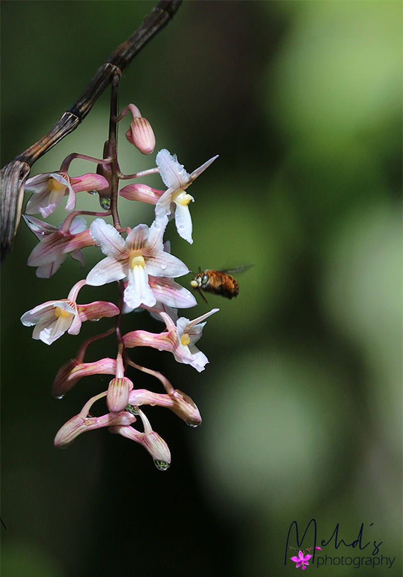 Dendrobium calcariferum photo 6