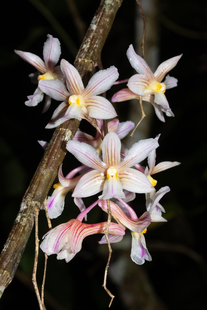 Dendrobium calcariferum photo 7