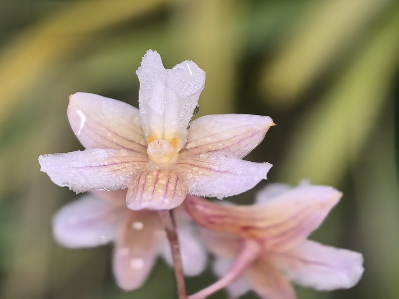 Dendrobium calcariferum photo 8