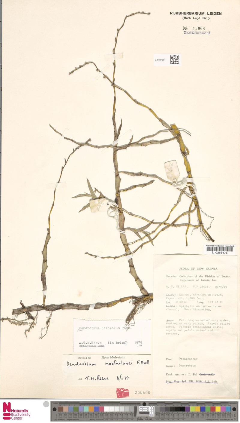 Dendrobium calceolum