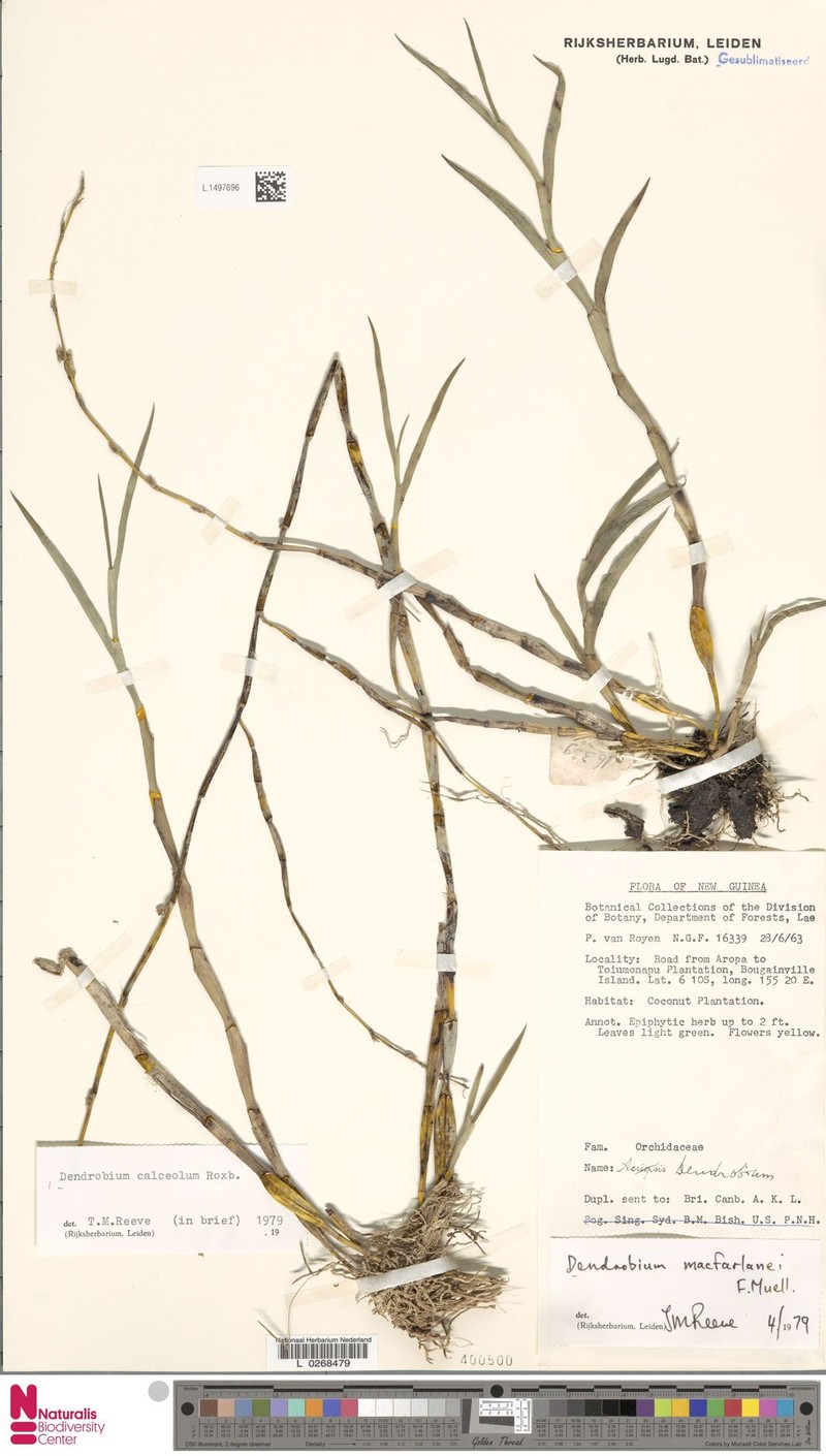 Dendrobium calceolum photo 2