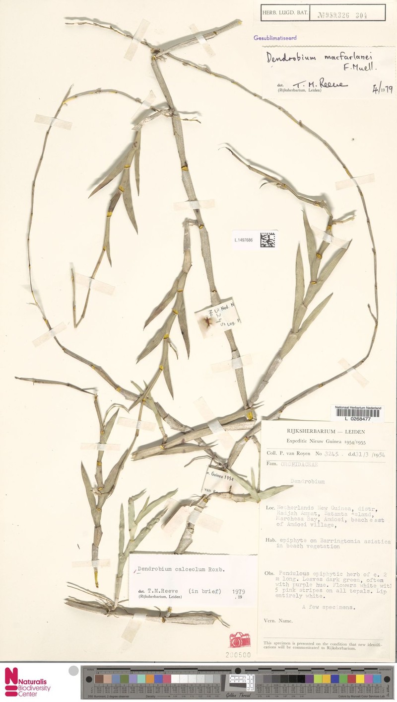 Dendrobium calceolum photo 3