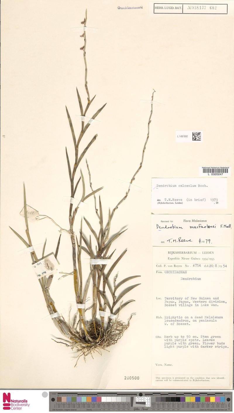 Dendrobium calceolum photo 4