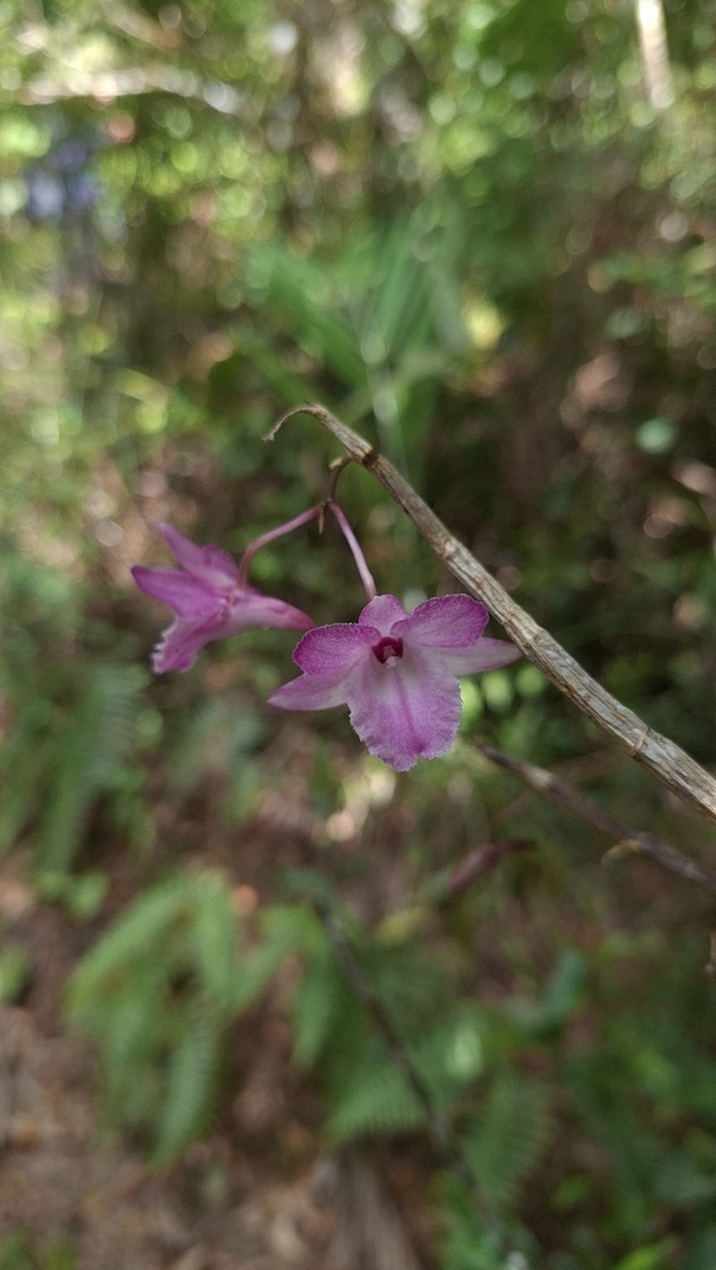 Dendrobium calicopis