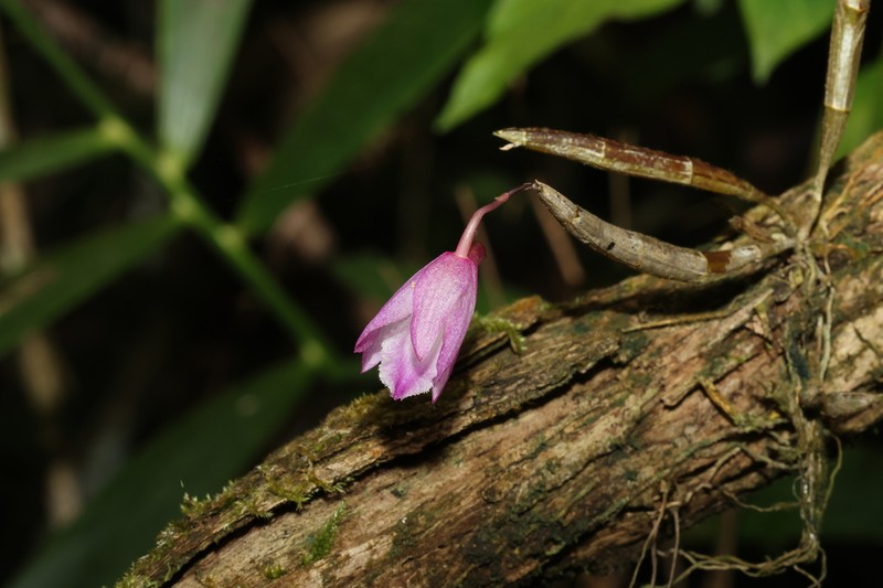Dendrobium calicopis photo 2