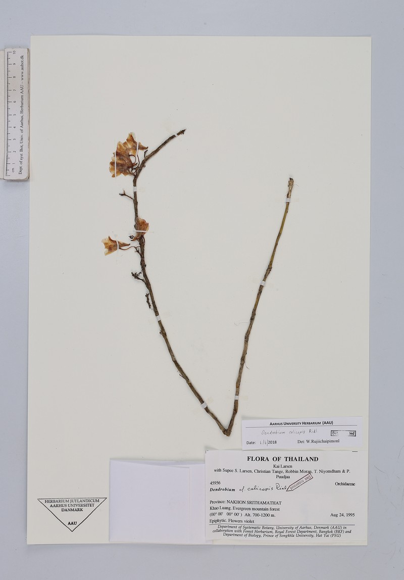 Dendrobium calicopis photo 3