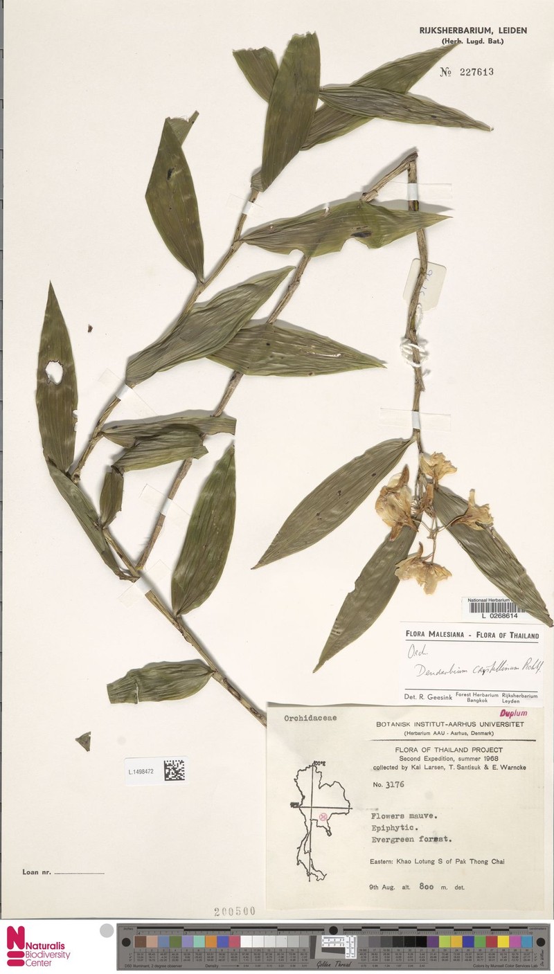 Dendrobium calicopis photo 4