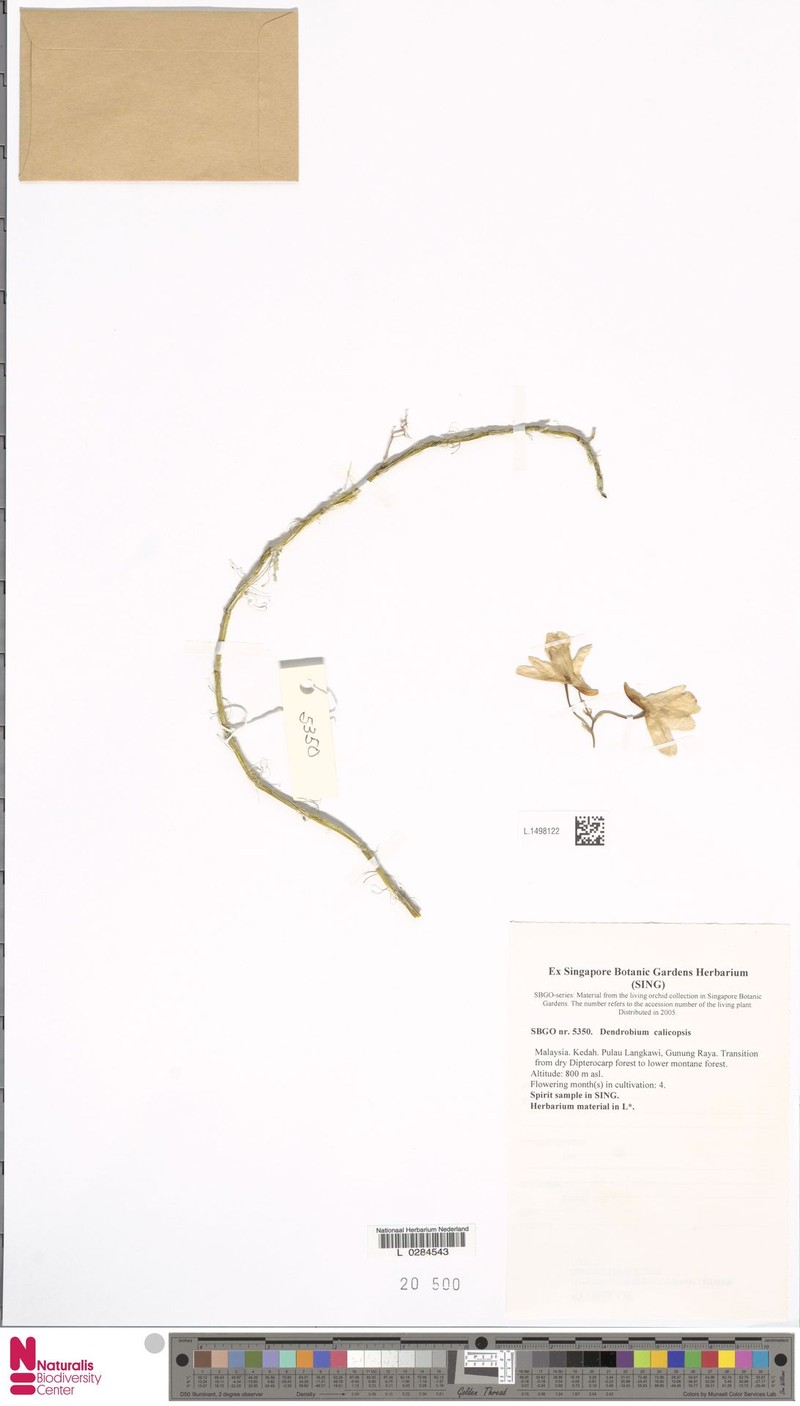 Dendrobium calicopis photo 5