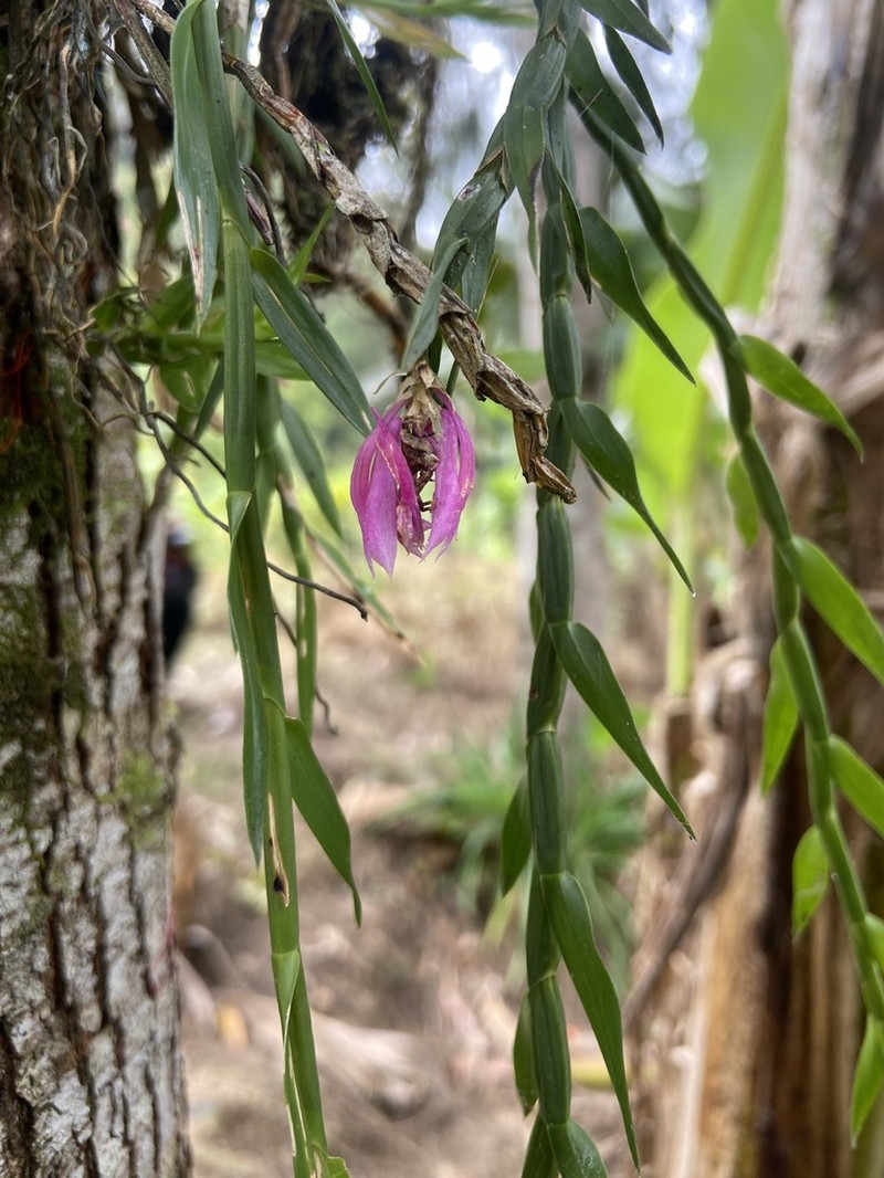 Dendrobium caliculi-mentum