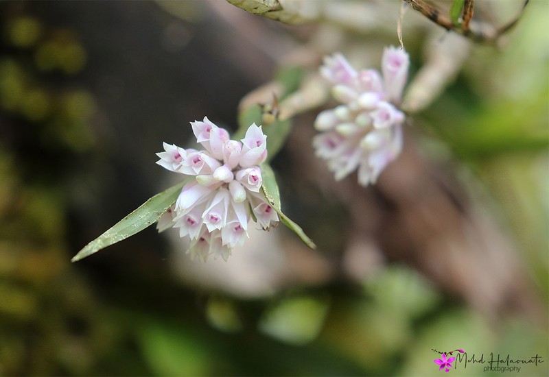 Dendrobium caliculi-mentum photo 2