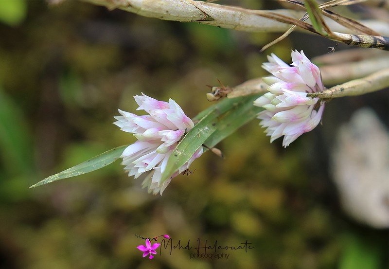Dendrobium caliculi-mentum photo 5