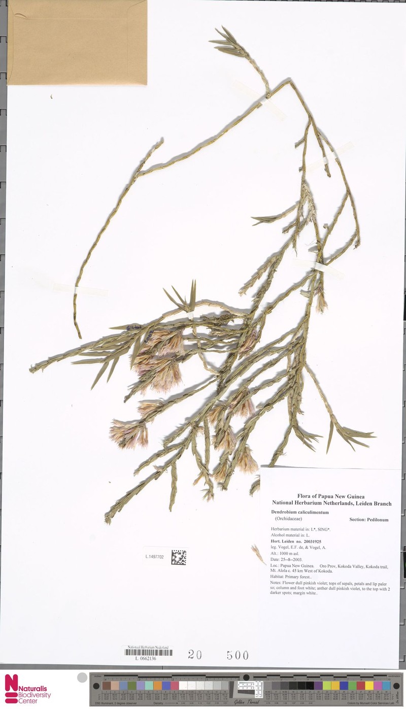 Dendrobium caliculi-mentum photo 7
