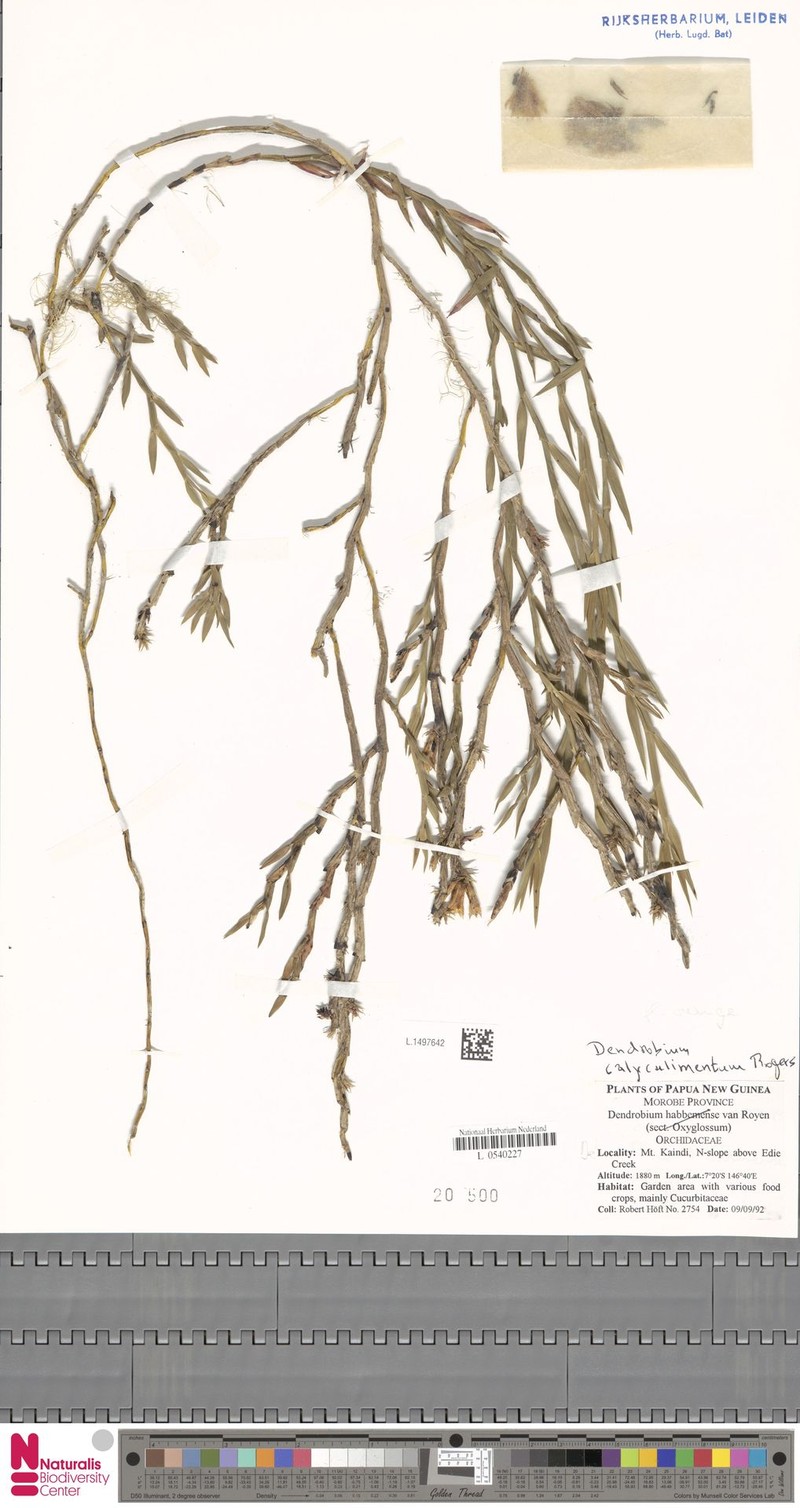 Dendrobium caliculi-mentum photo 8