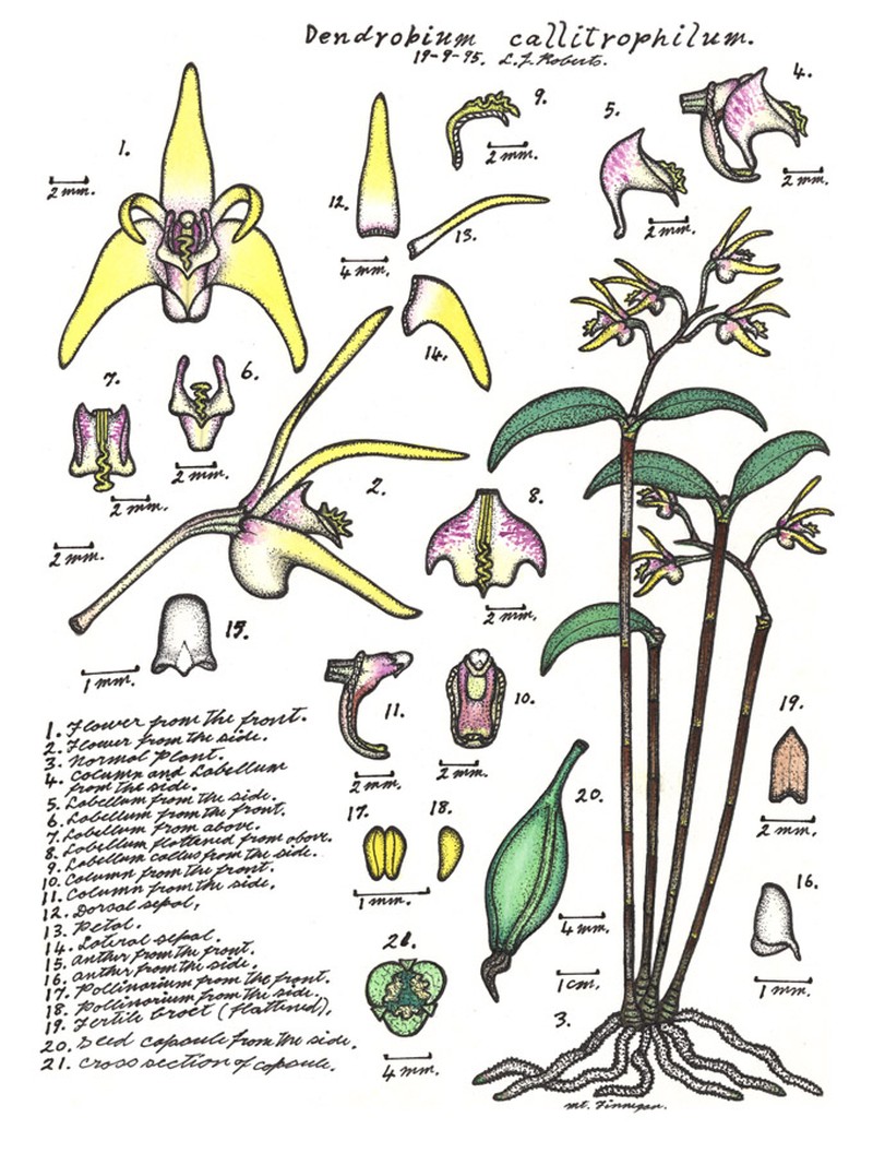 Dendrobium callitrophilum