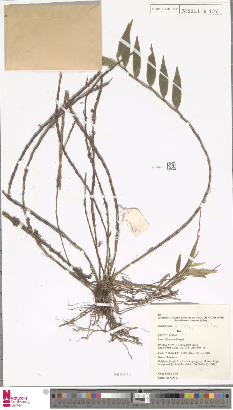 Dendrobium callitrophilum photo 4