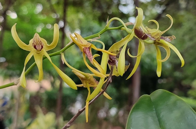 Dendrobium calophyllum photo 3