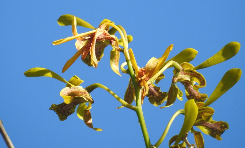 Dendrobium calophyllum photo 4