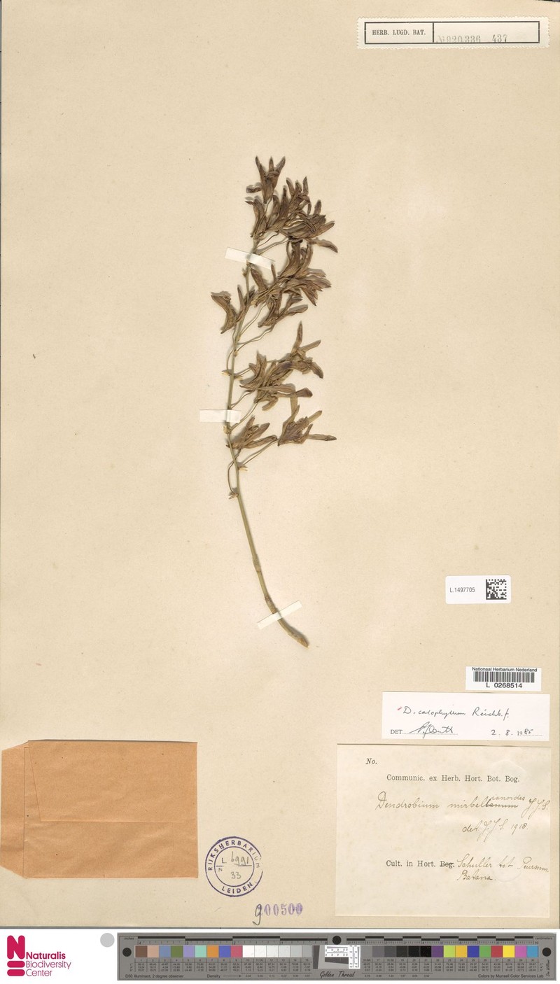 Dendrobium calophyllum photo 5