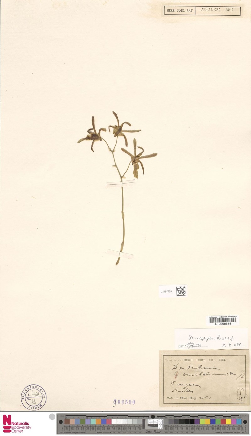 Dendrobium calophyllum photo 6