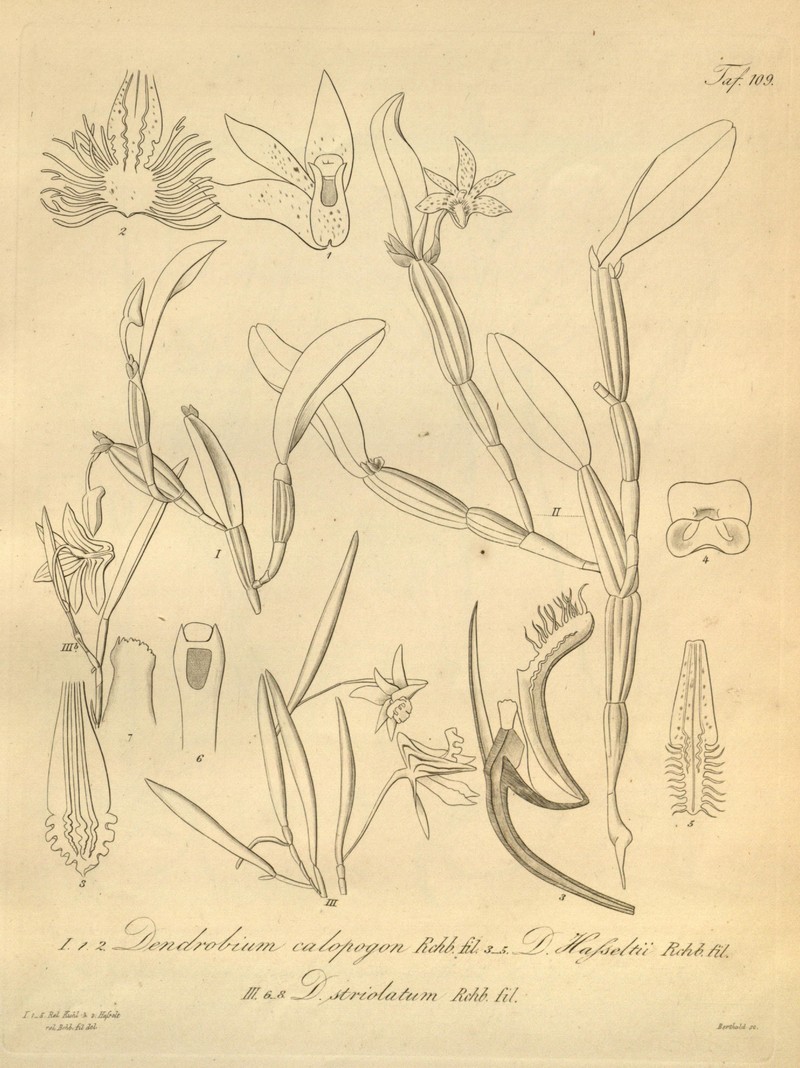 Dendrobium calopogon