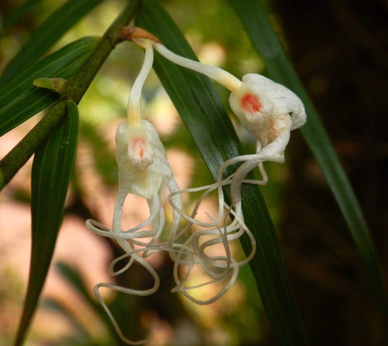Dendrobium camaridiorum