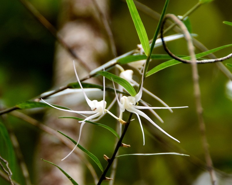 Dendrobium camaridiorum photo 2