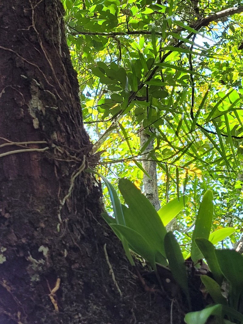 Dendrobium camaridiorum photo 3