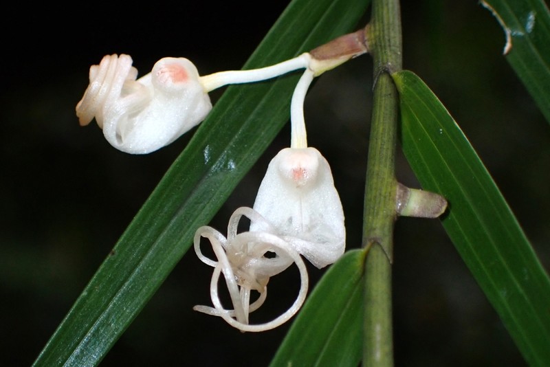 Dendrobium camaridiorum photo 4
