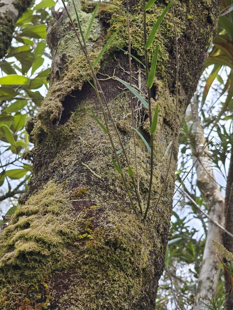 Dendrobium camaridiorum photo 5