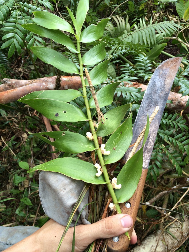 Dendrobium campbellii