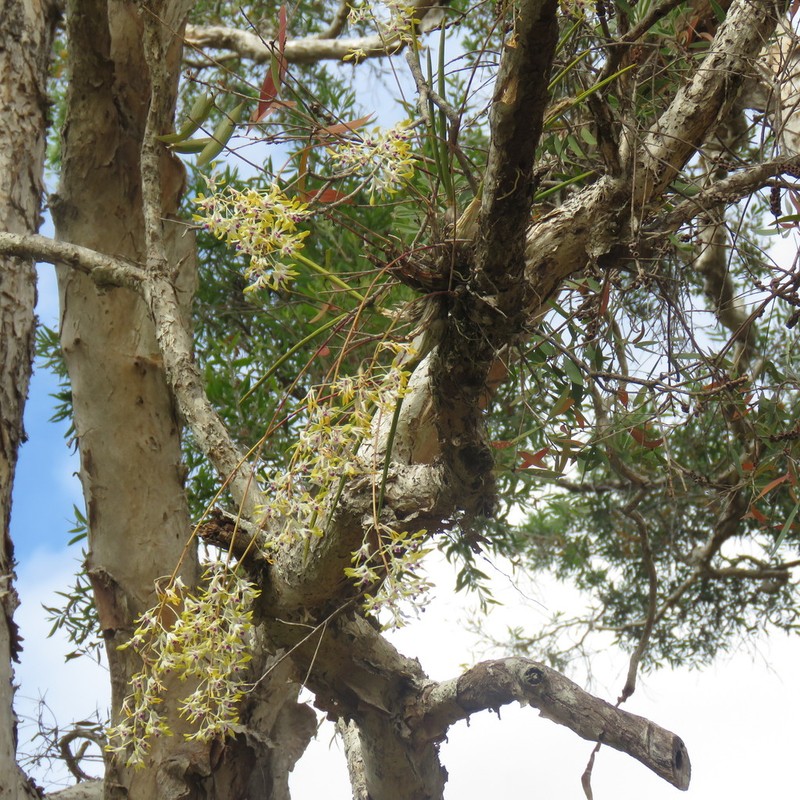 Dendrobium canaliculatum photo 2