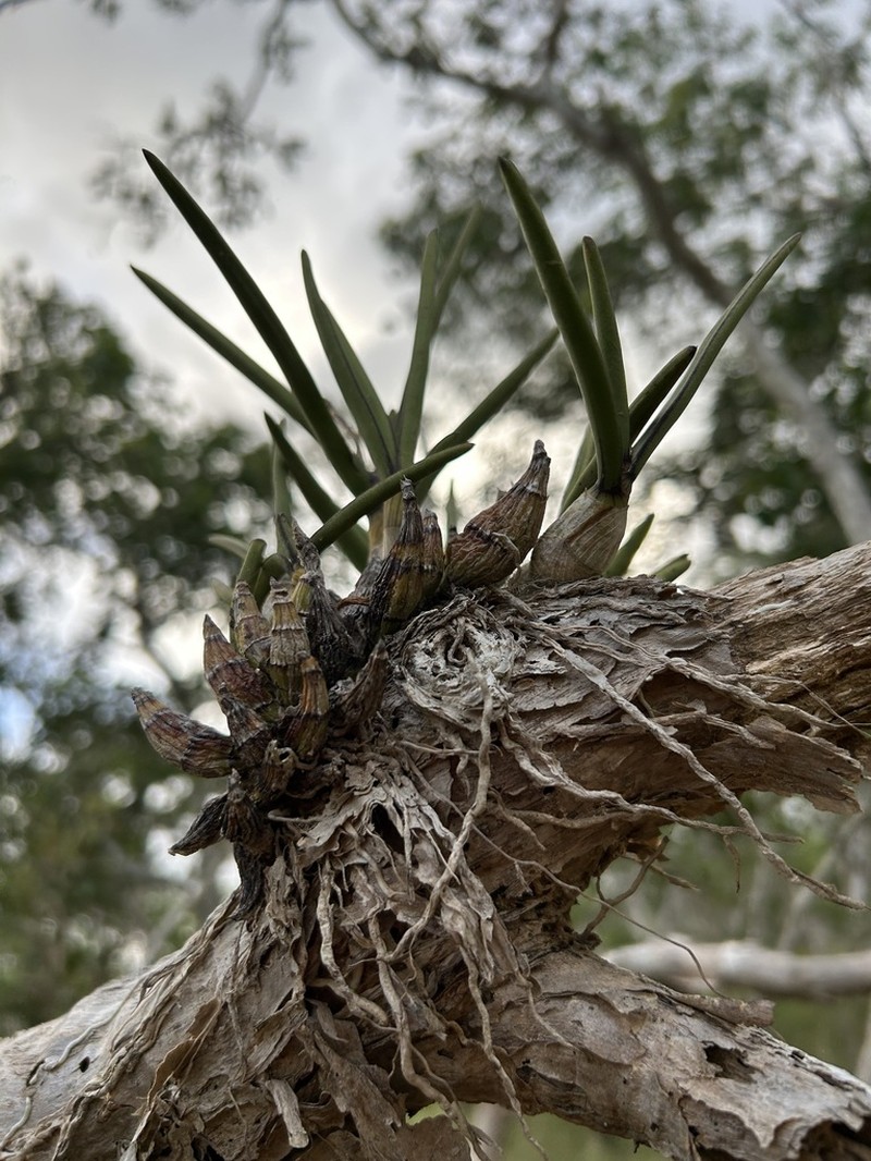 Dendrobium canaliculatum photo 4