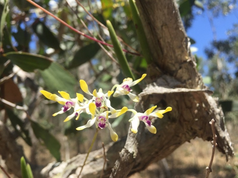 Dendrobium canaliculatum photo 5