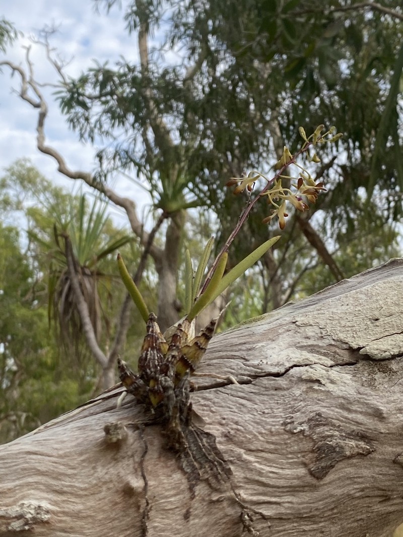 Dendrobium canaliculatum photo 6