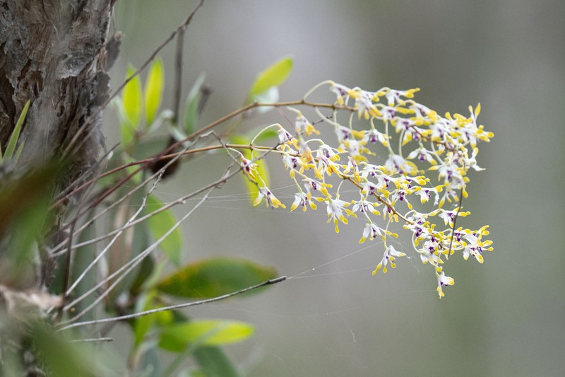 Dendrobium canaliculatum photo 7