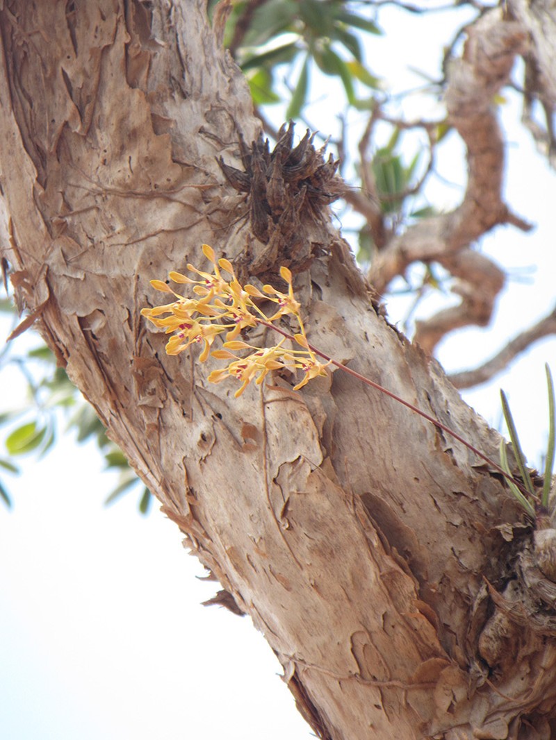 Dendrobium canaliculatum var. canaliculatum